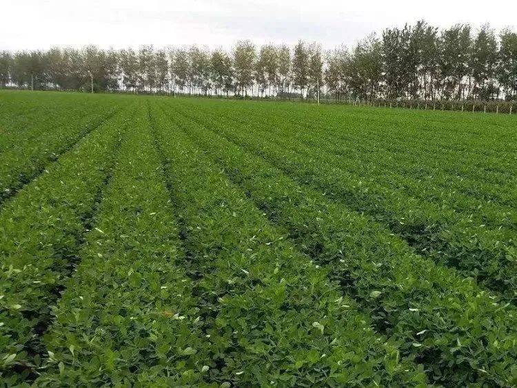 Zhonglian's peanut harvester is well recognized